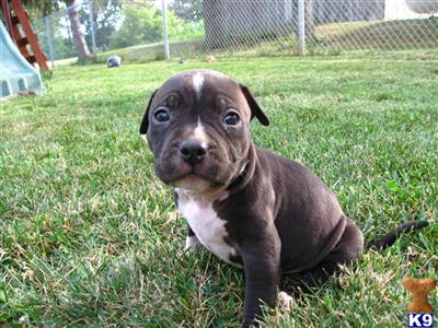 Puppies in COLDWATER